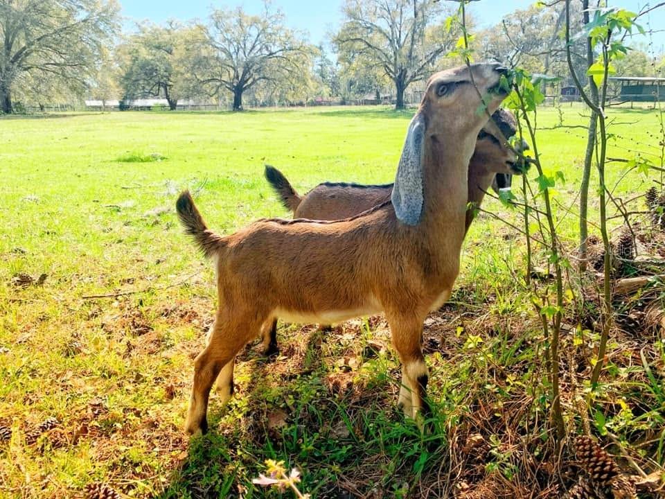 Image 23 of 90 For 11419 Old Crystal River Road