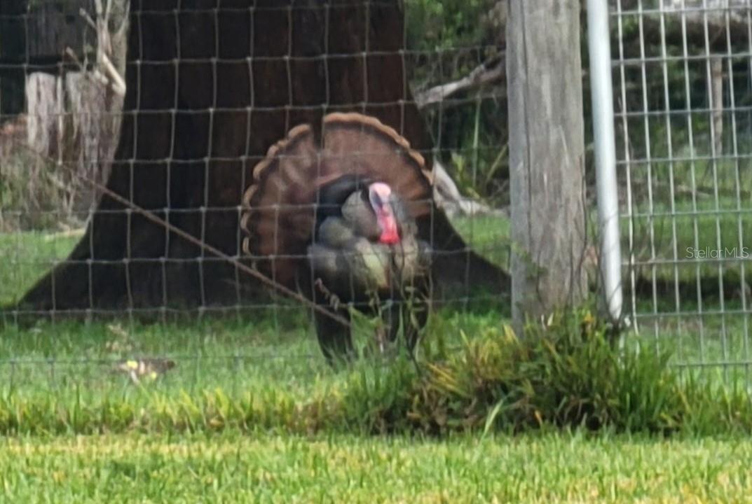 Image 24 of 90 For 11419 Old Crystal River Road