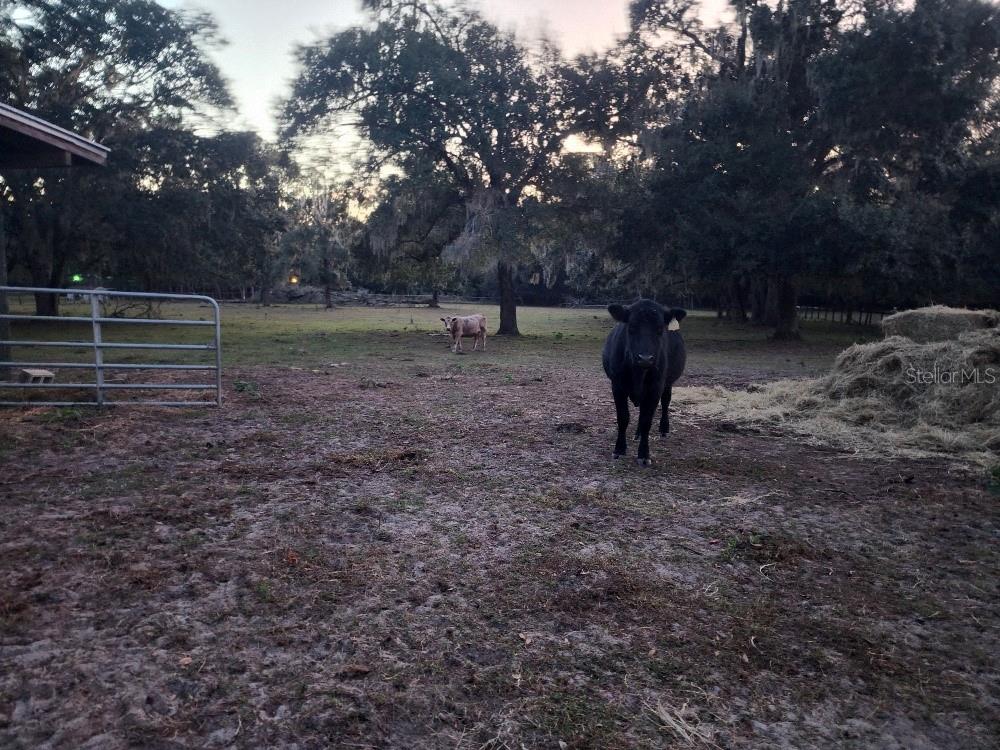 Image 62 of 90 For 11419 Old Crystal River Road