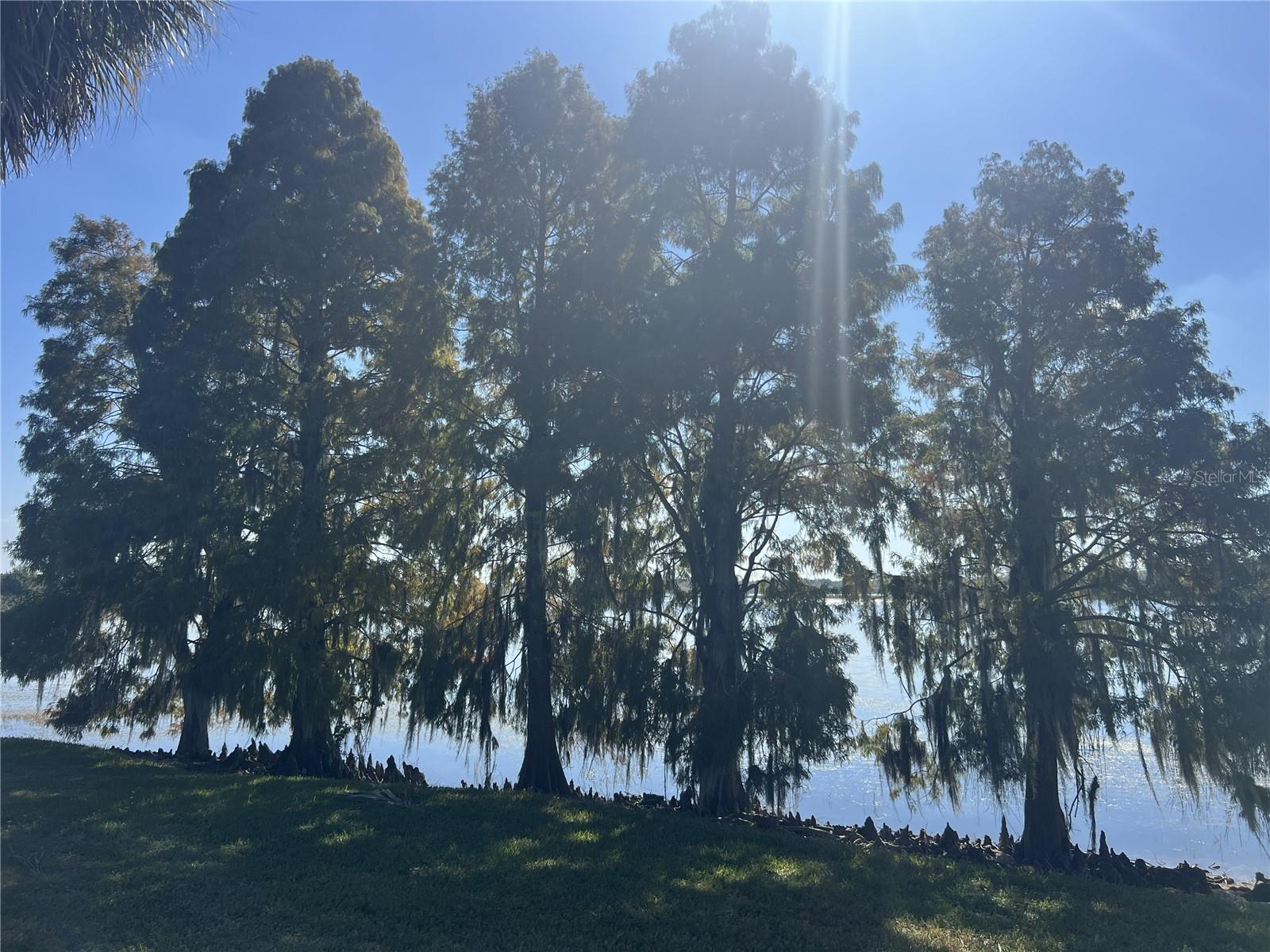 Image 81 of 84 For 1403 Fern Place