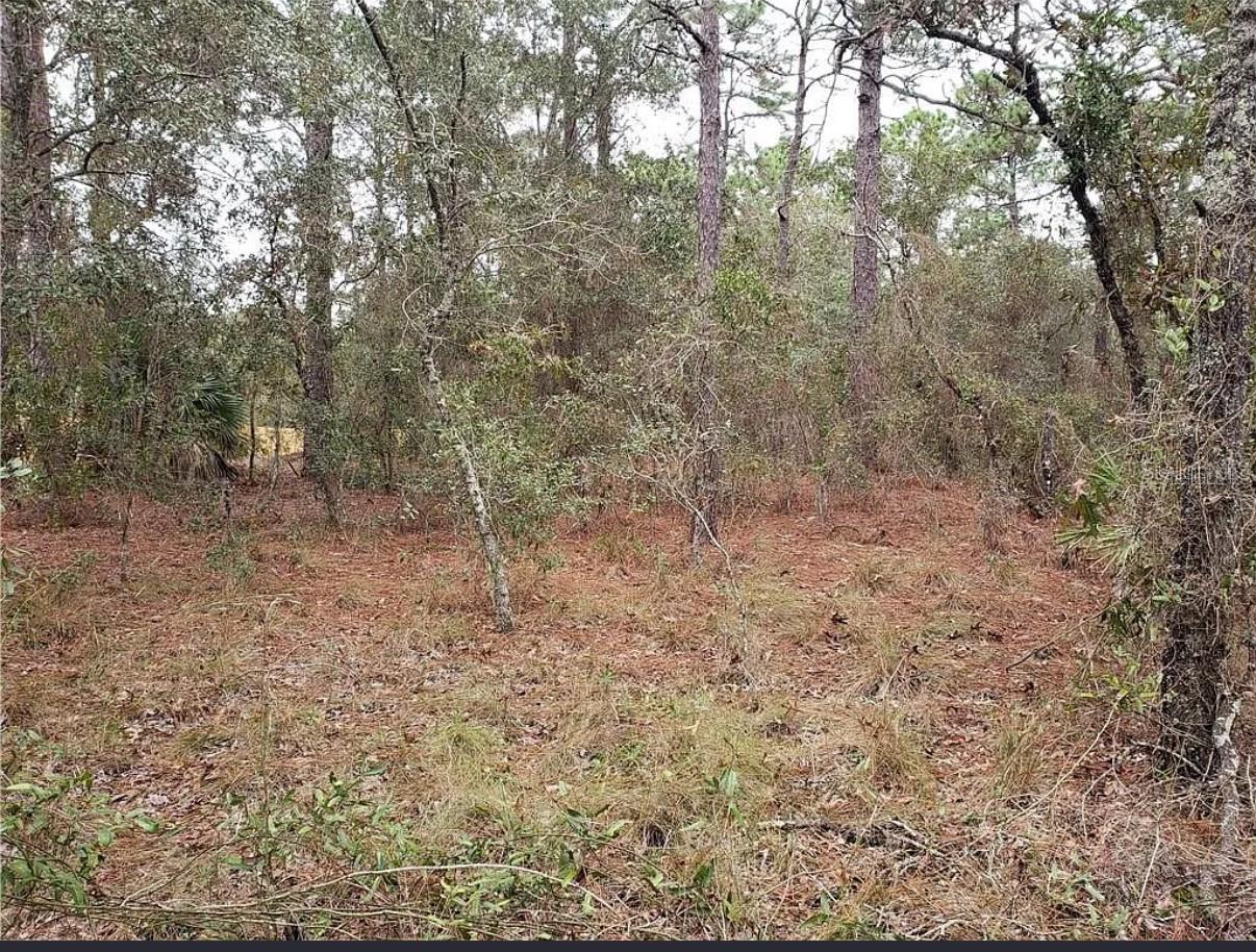 Listing photo id 6 for 0 Horn Avenue