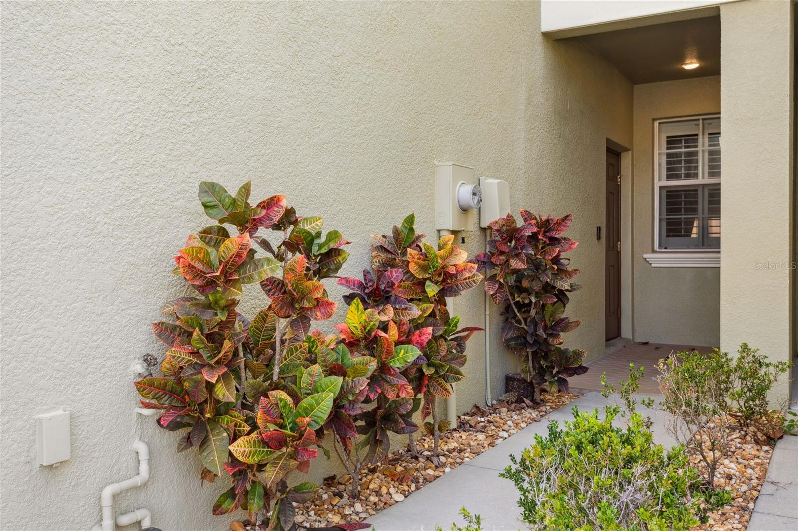 Image 3 of 25 For 9568 Trumpet Vine Loop