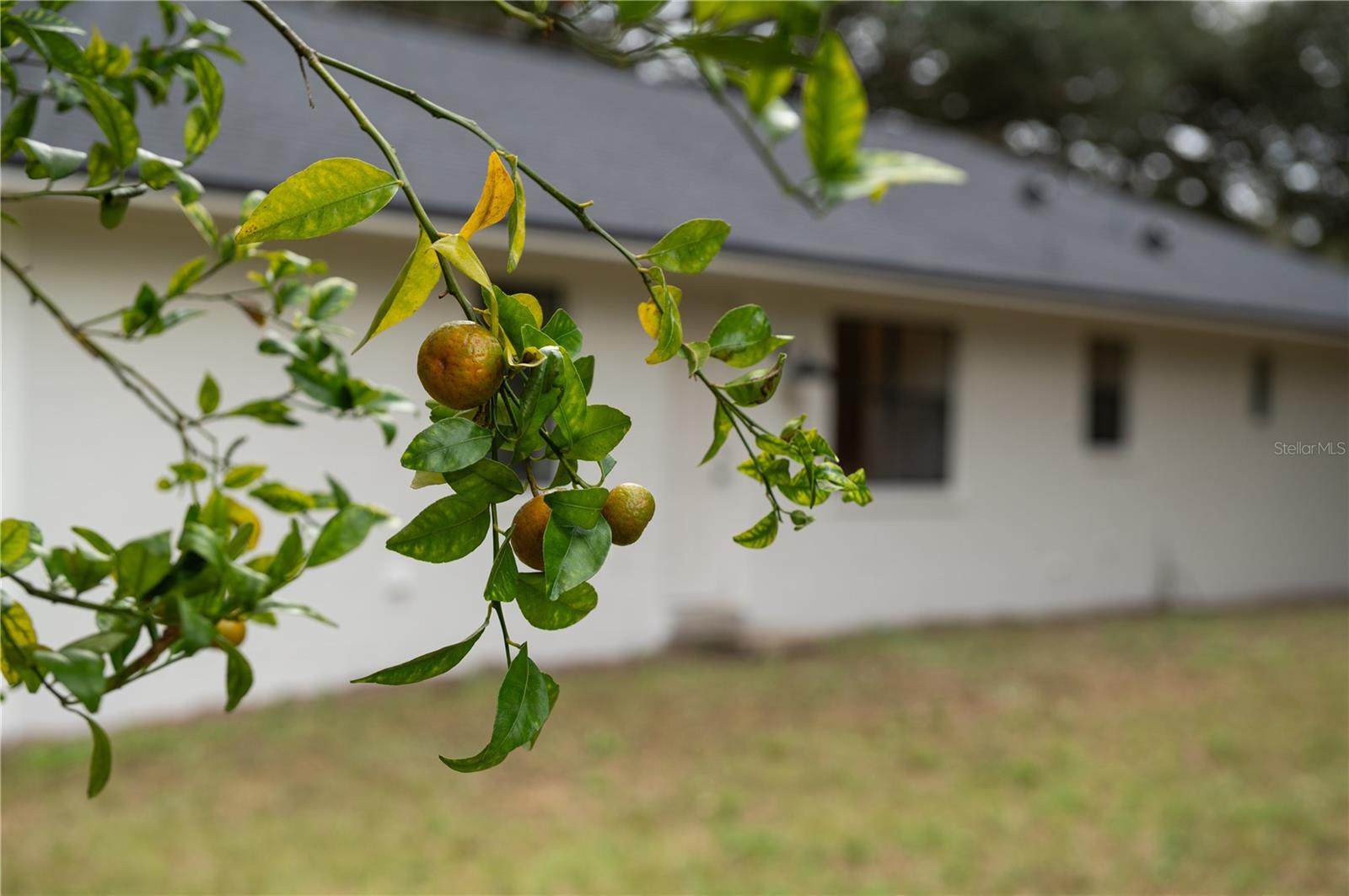 Image 19 of 19 For 154 Lewis Avenue