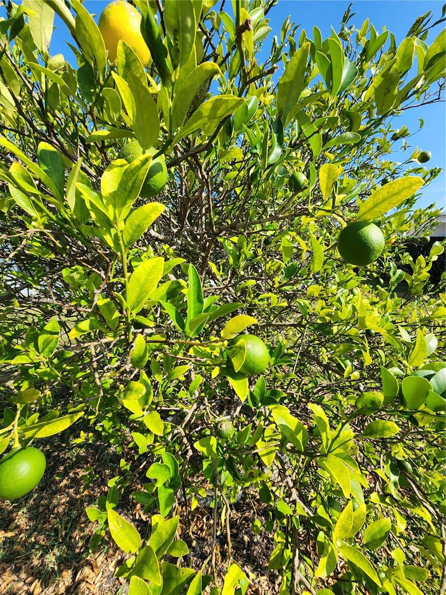 Image 37 of 37 For 9926 40th Street N