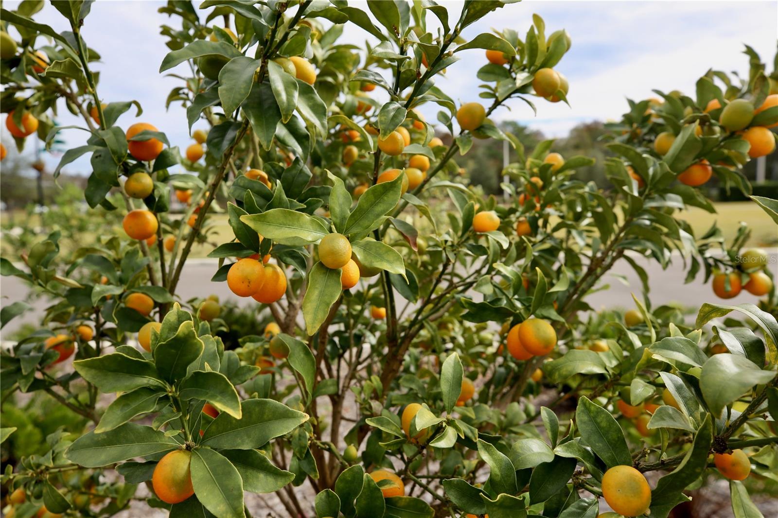 Image 54 of 69 For 17620 Nectar Flume Drive