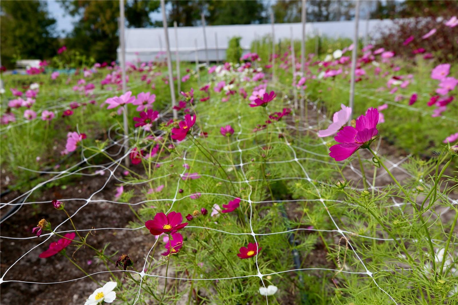 Image 55 of 69 For 17620 Nectar Flume Drive