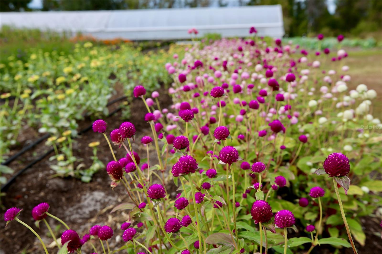Image 56 of 69 For 17620 Nectar Flume Drive