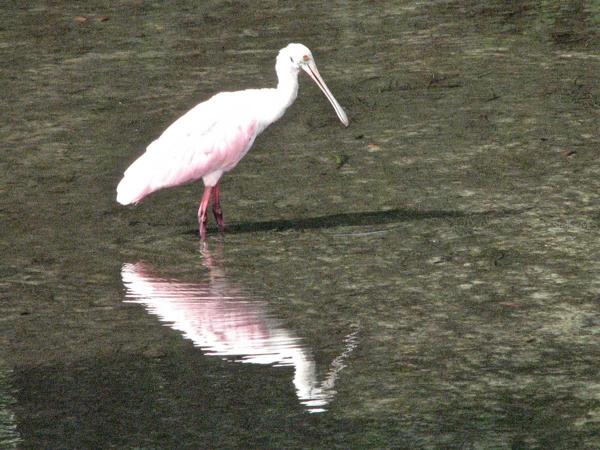 Image 27 of 35 For 512 Tennessee Avenue