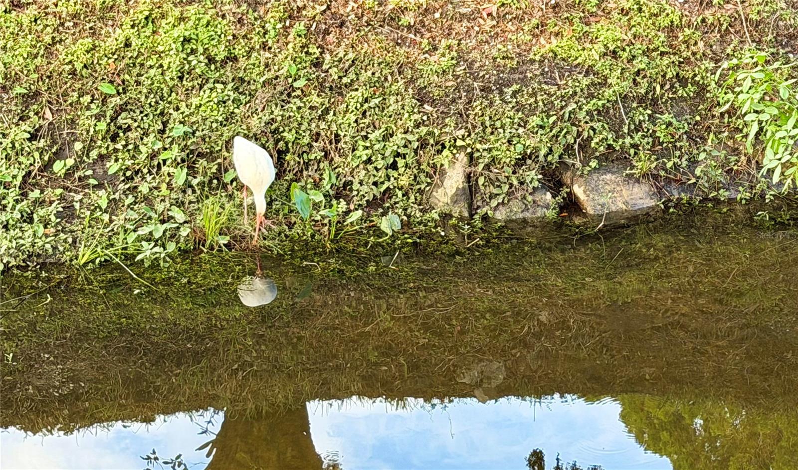 Image 35 of 46 For 34579 Gardenia Drive N