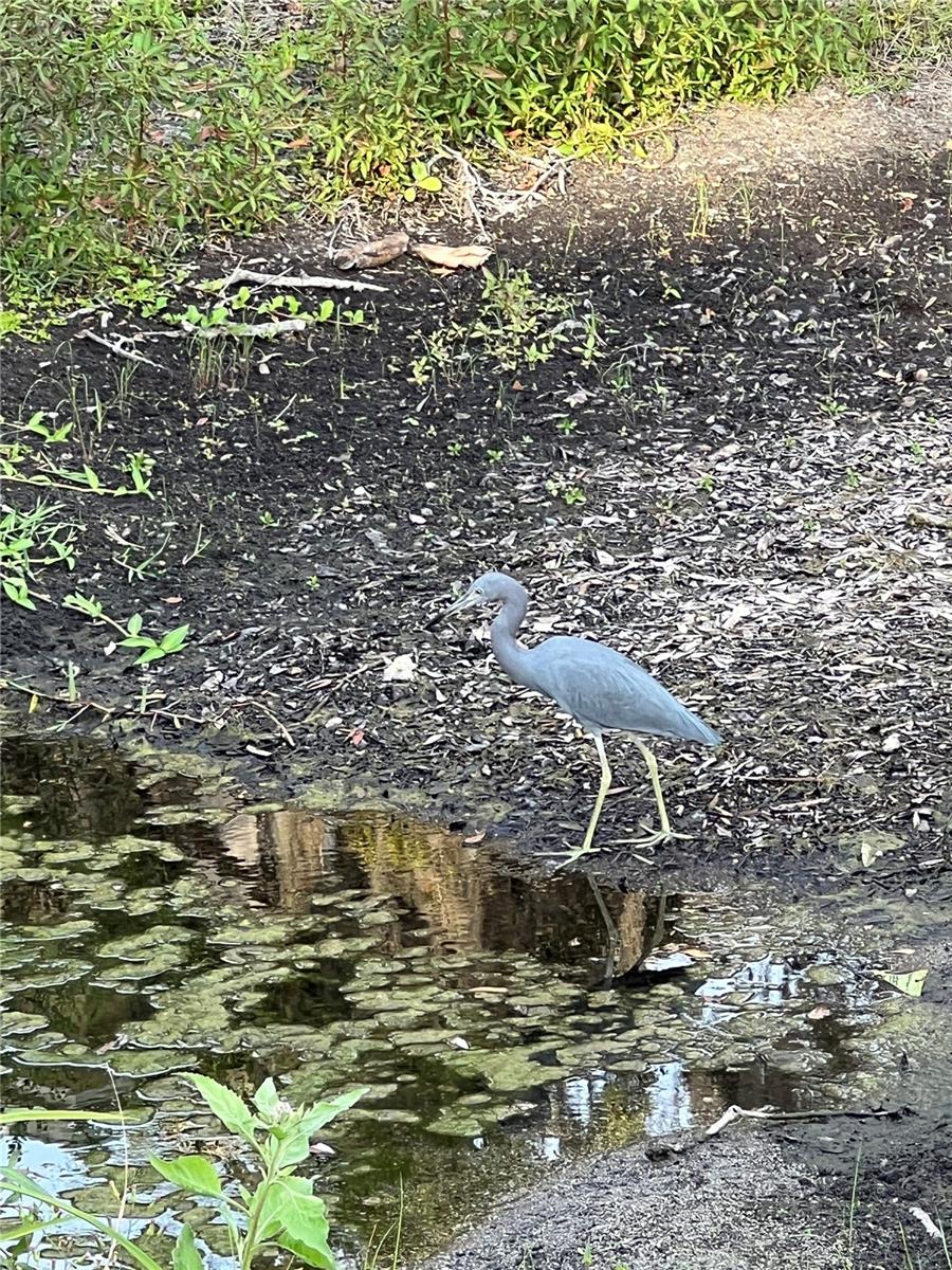 Image 18 of 22 For 10355 Carrollwood Lane 143