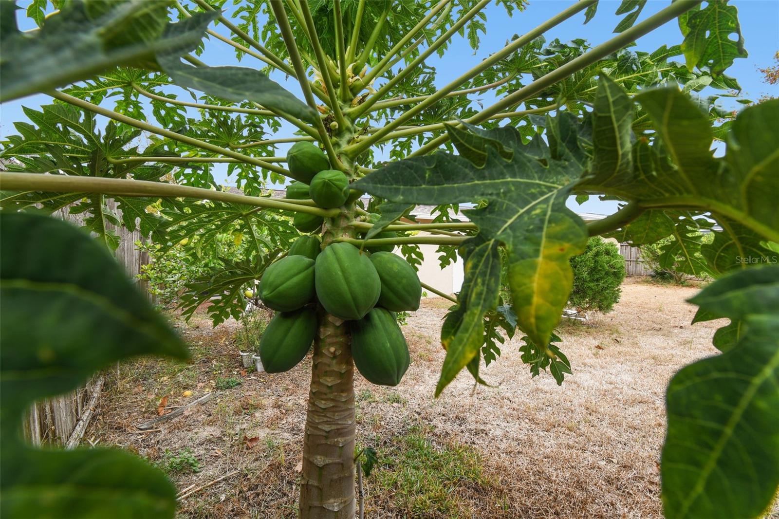 Image 42 of 68 For 7810 Birchwood Dr