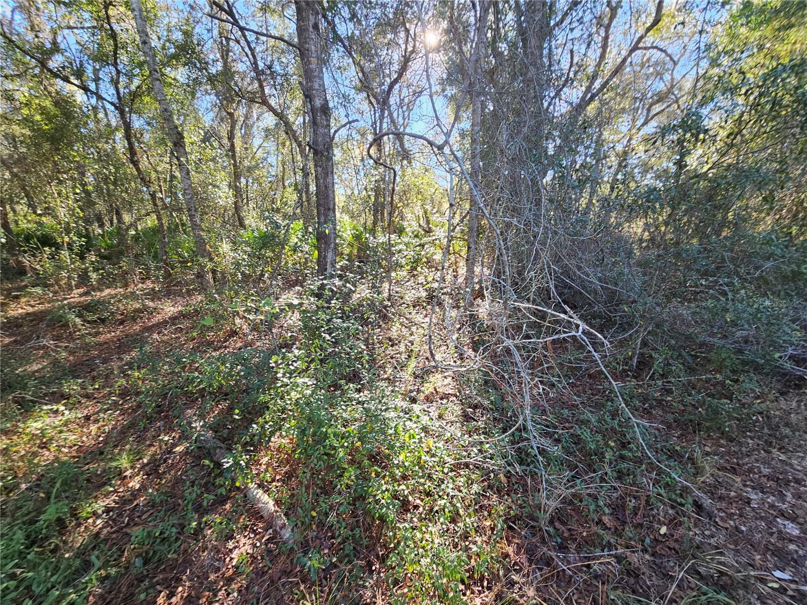 Image 11 of 16 For Berryhill Drive