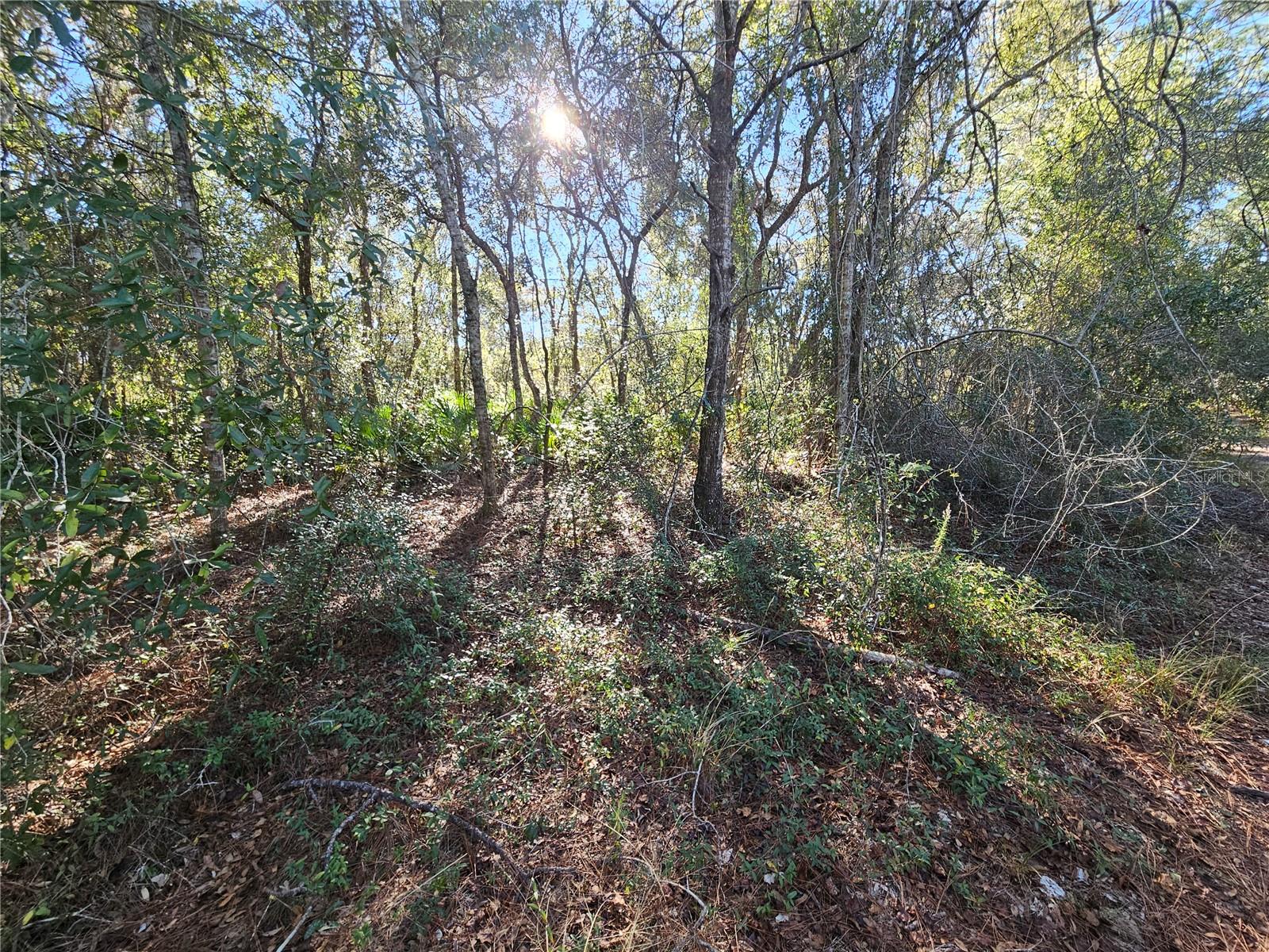 Image 13 of 16 For Berryhill Drive