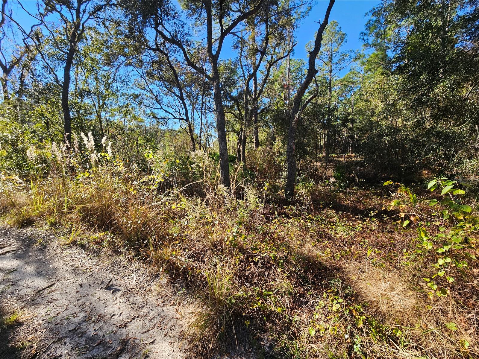 Image 5 of 16 For Berryhill Drive