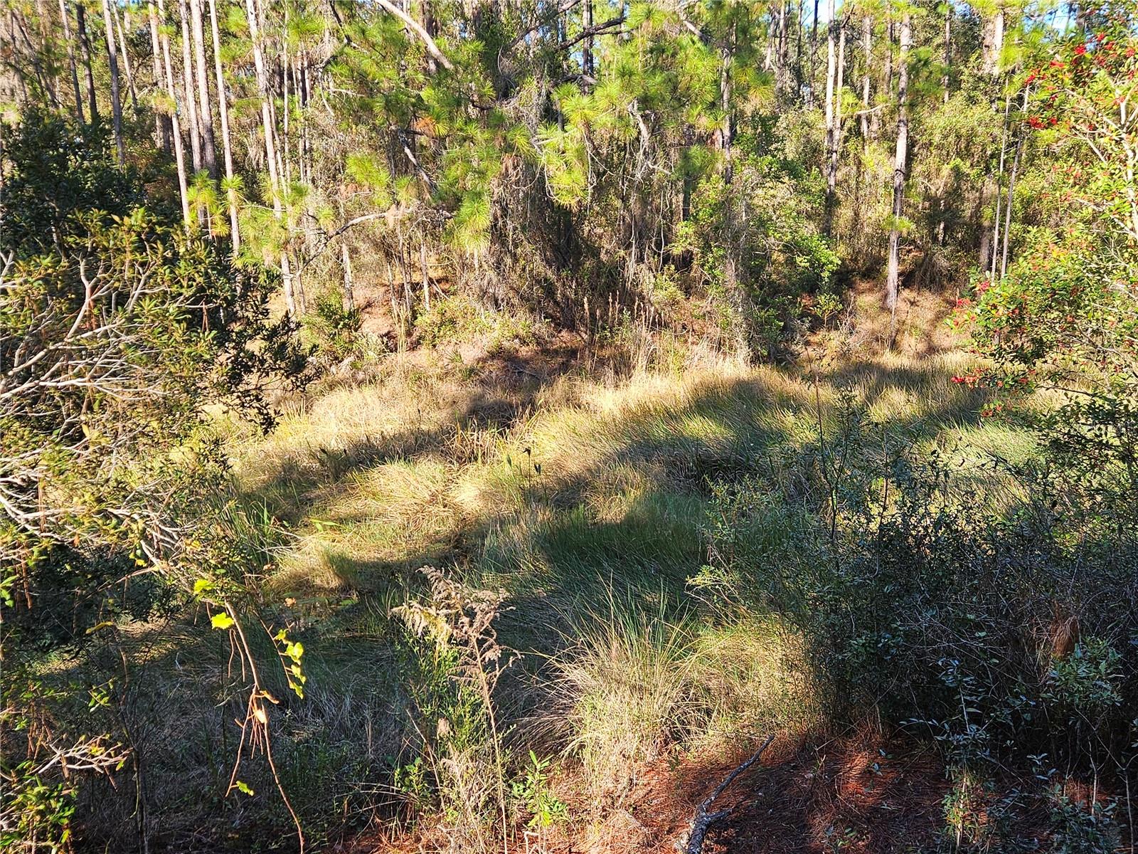 Image 8 of 16 For Berryhill Drive