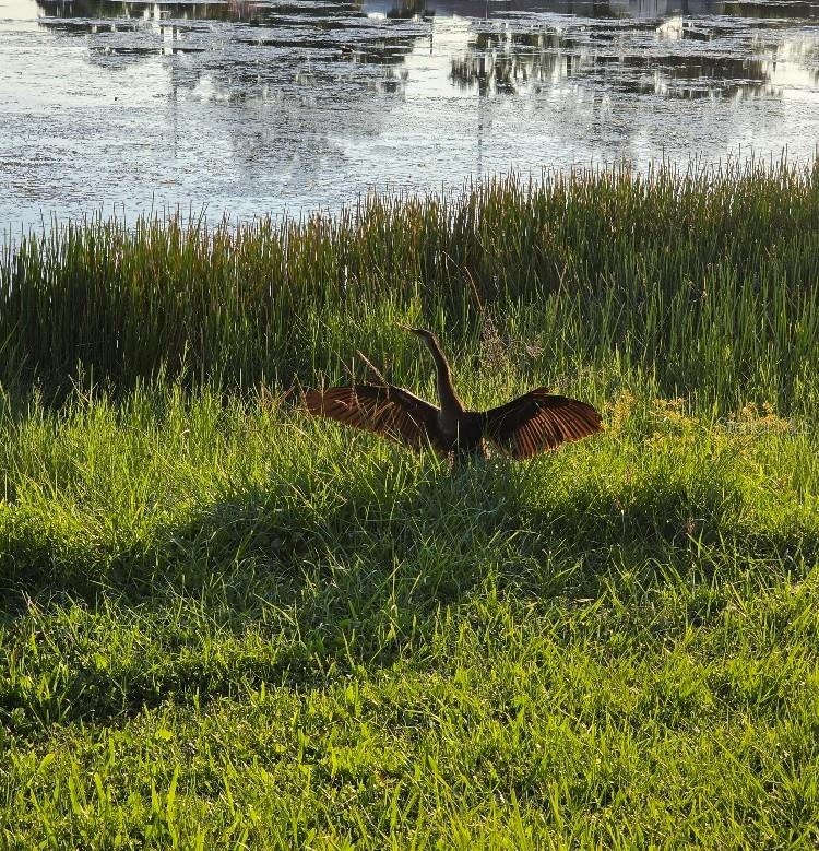 Image 41 of 45 For 4821 72nd Avenue N