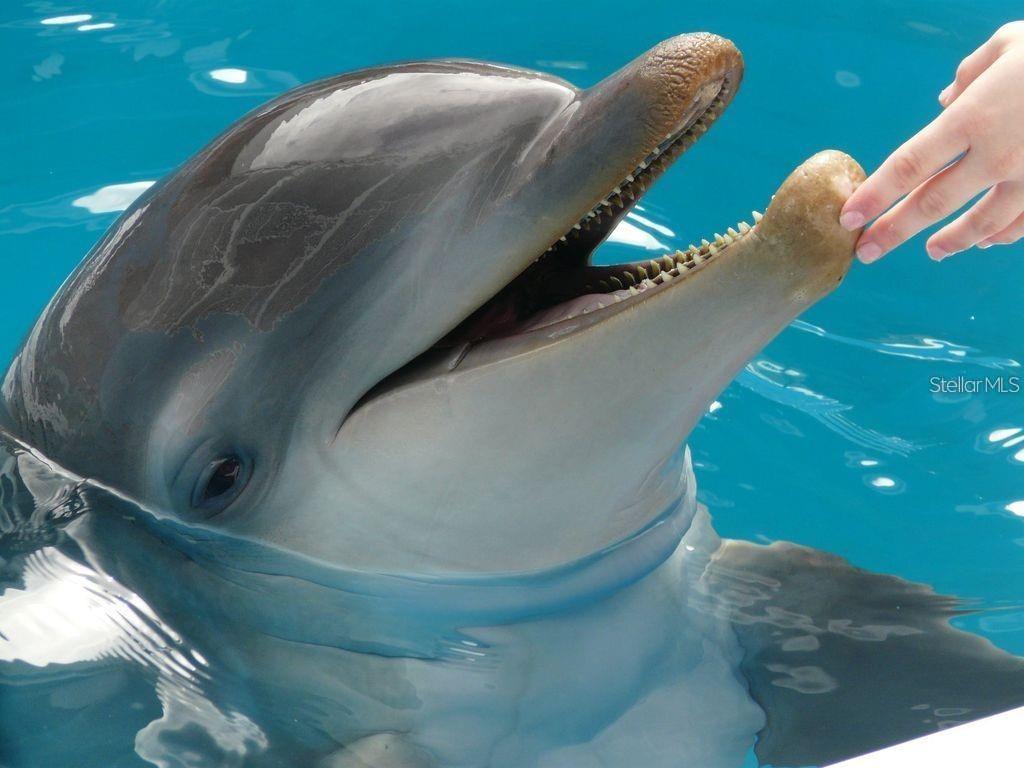 Image 57 of 65 For 1230 Gulf Boulevard 1402