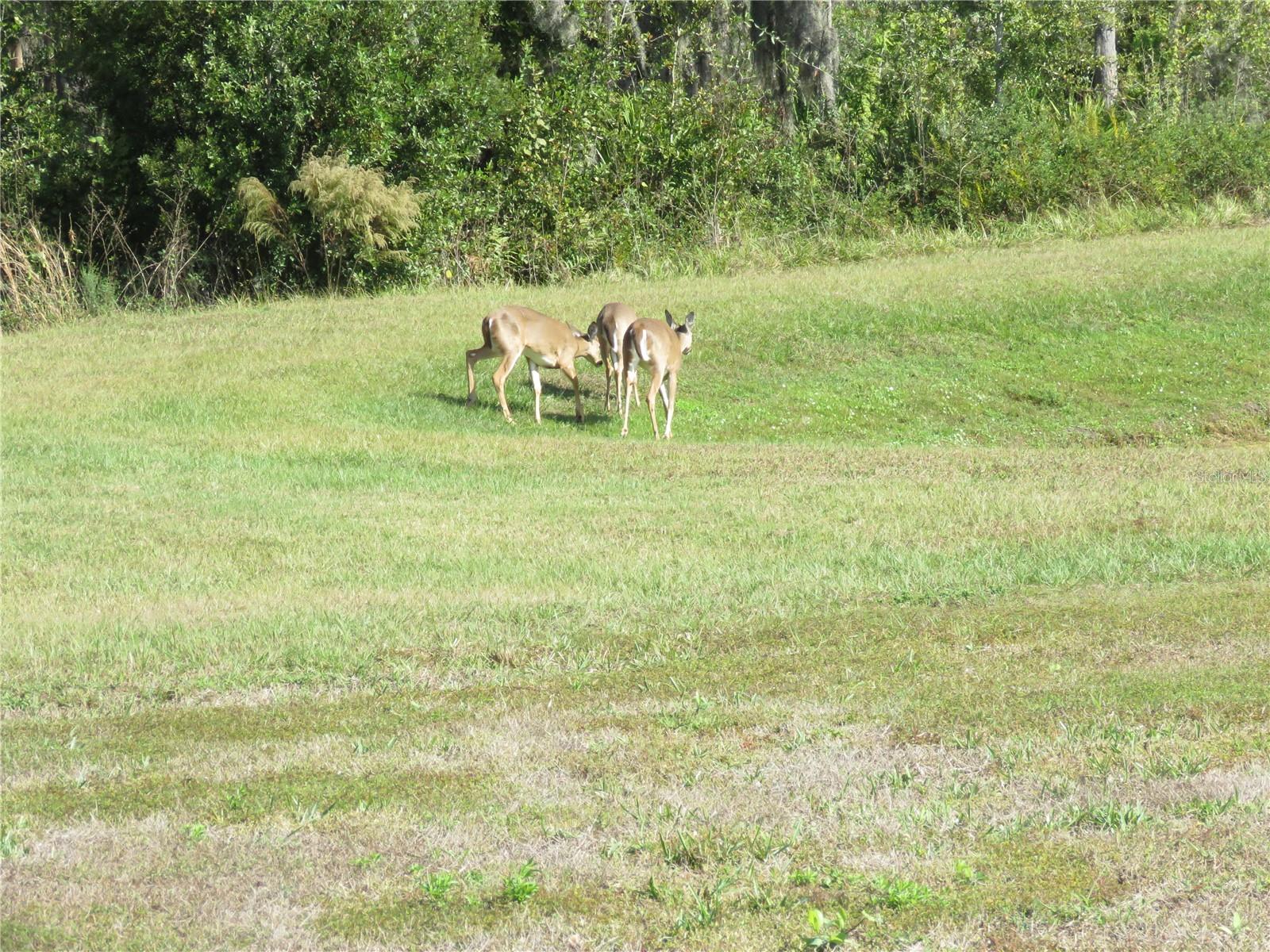 Image 16 of 27 For 15518 Miller Creek Drive