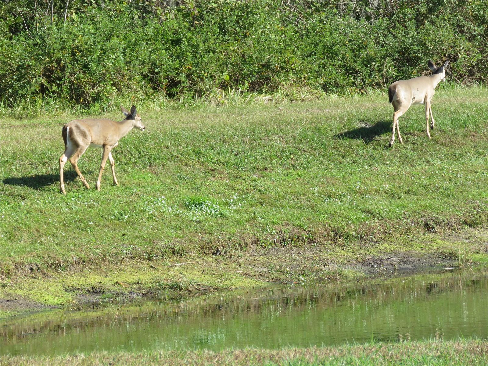 Image 17 of 27 For 15518 Miller Creek Drive