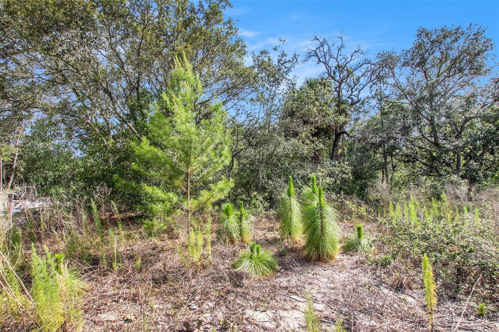 Image 22 of 26 For 0 Shady Hills