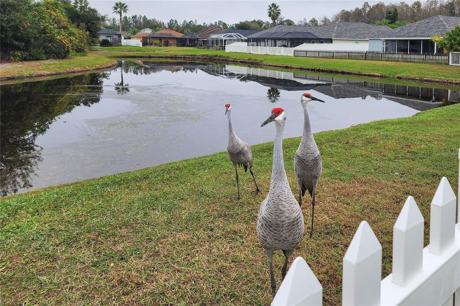 Image 39 of 68 For 31203 Hannigan Place