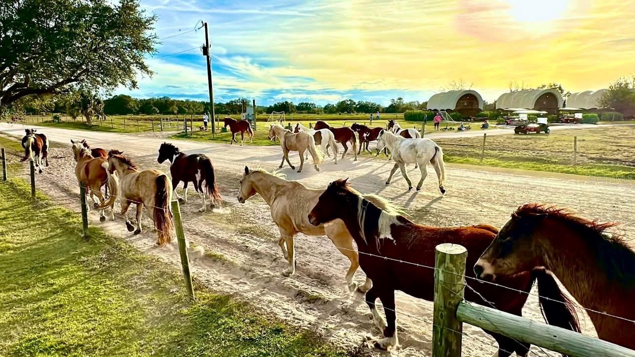 Image 16 of 18 For 231 Stallion Lane