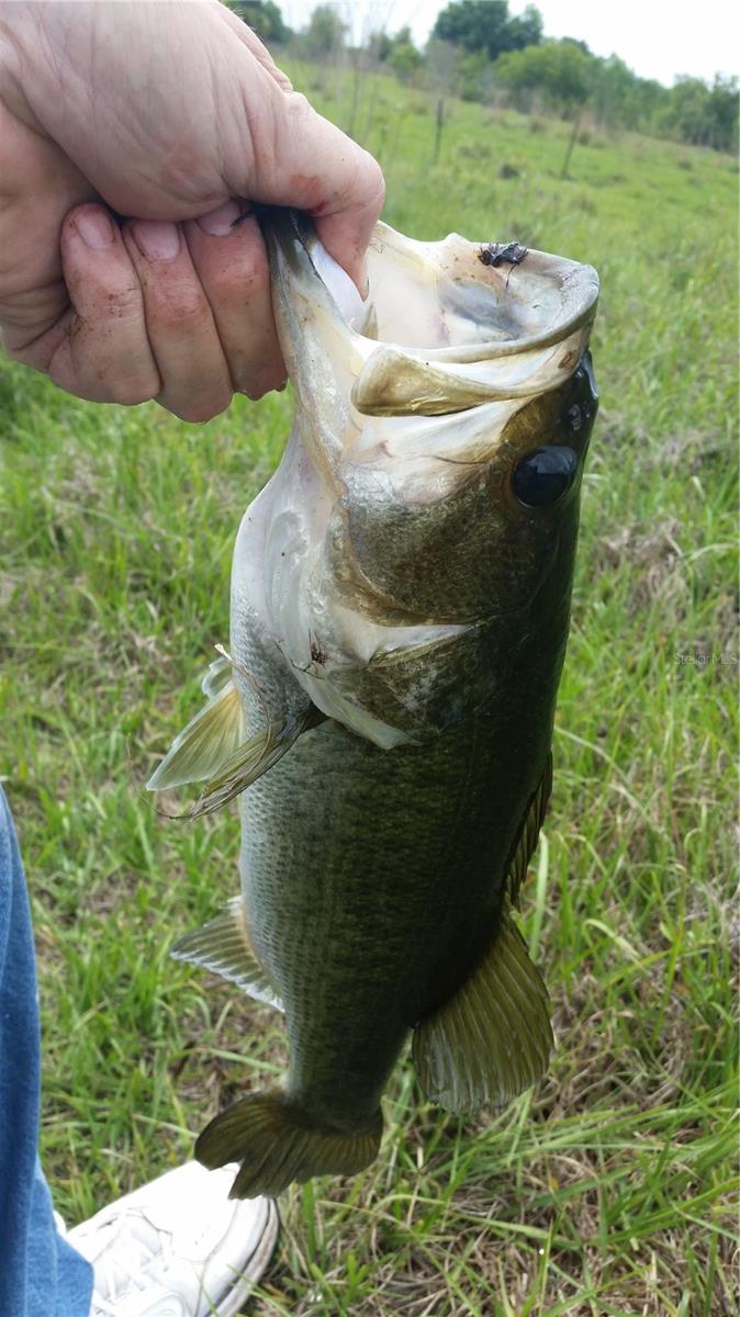 Image 5 of 6 For 15311 Fishhawk Heights Run