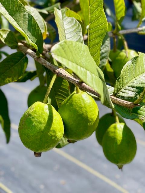 Image 20 of 27 For 4277 Mineral Branch Road