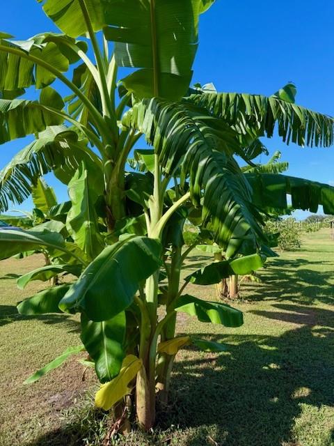 Image 25 of 27 For 4277 Mineral Branch Road