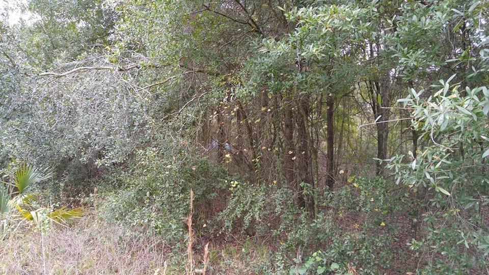 Listing Details for Rolling Meadow, LAND O LAKES, FL 34639