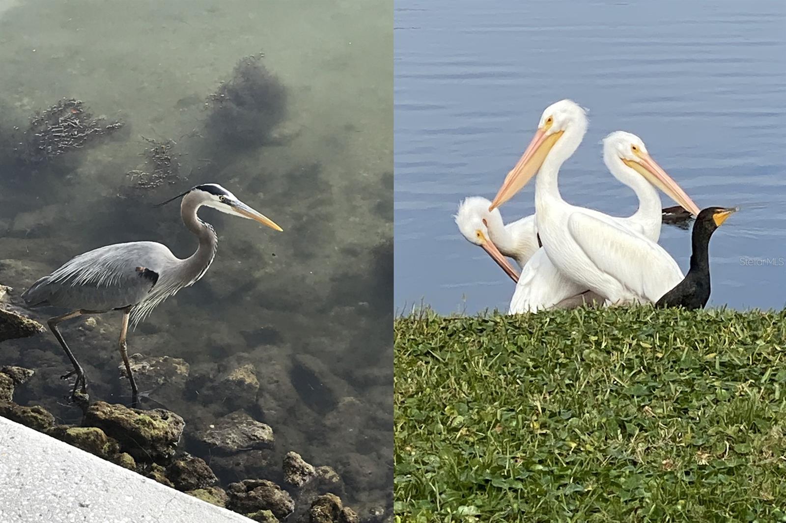 Image 32 of 68 For 5215 Coquina Key Drive Se A