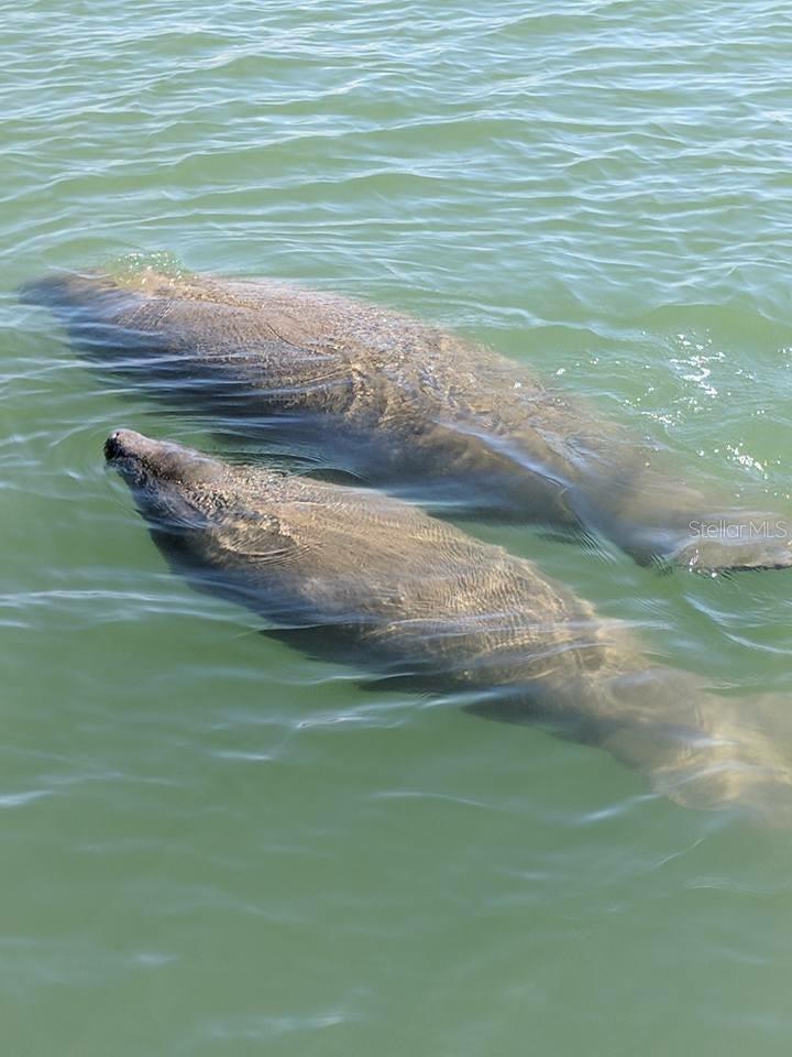 Image 59 of 61 For 11006 Cove Harbor Drive 16