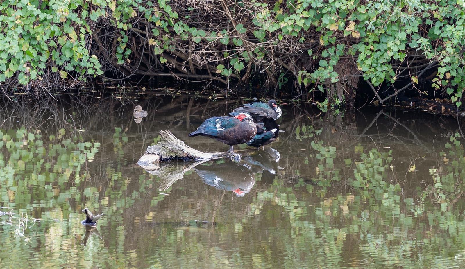 Image 71 of 88 For 4302 Carrollwood Village Drive