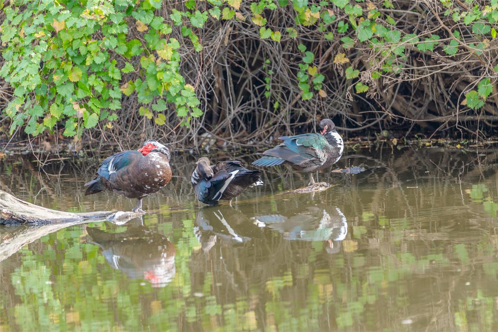 Image 72 of 88 For 4302 Carrollwood Village Drive