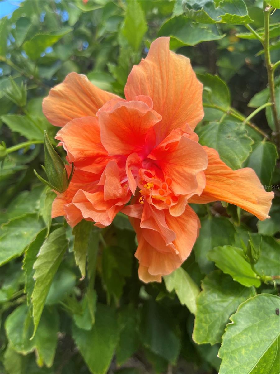 Image 5 of 42 For 124 Dogwood Circle