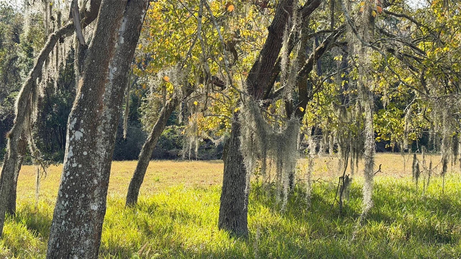 Image 27 of 61 For 10604 Millriver Drive