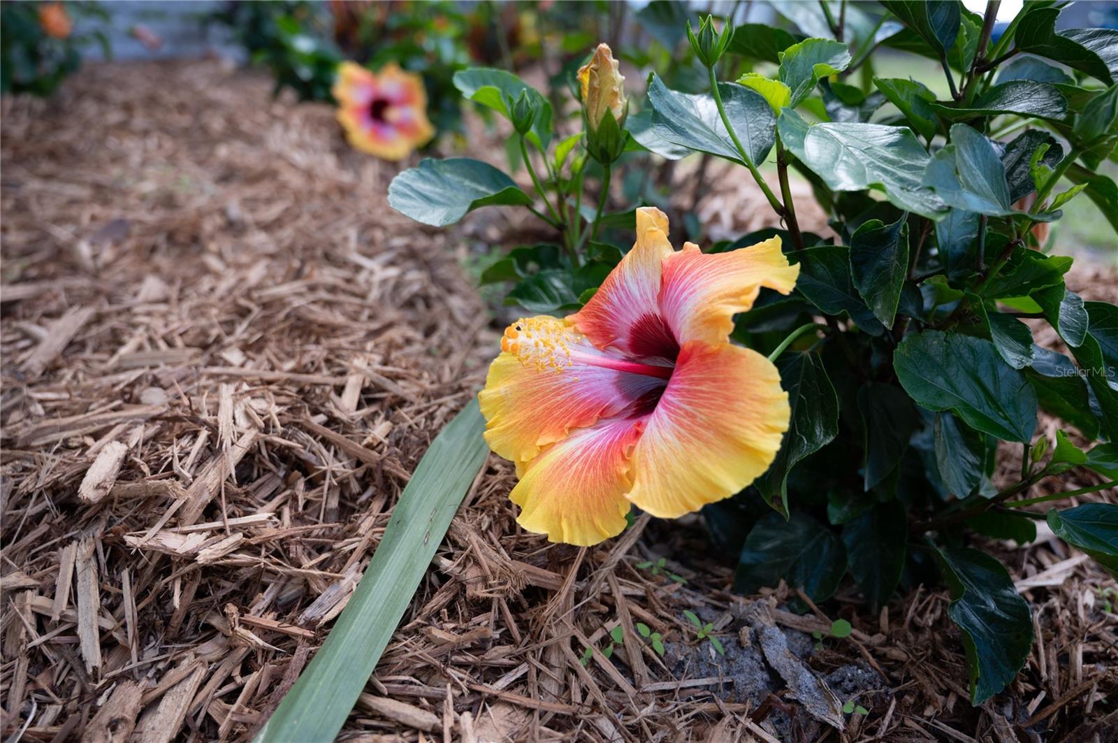 Image 4 of 46 For 6613 Blue Heron Drive S