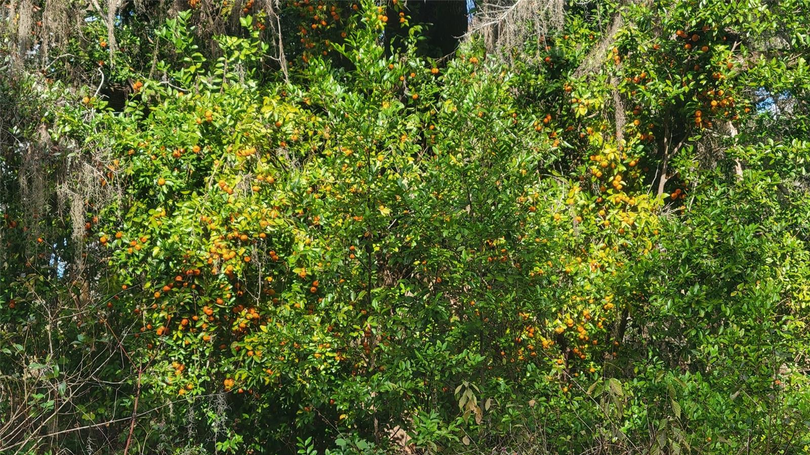 Image 32 of 47 For 22380 Powell Road