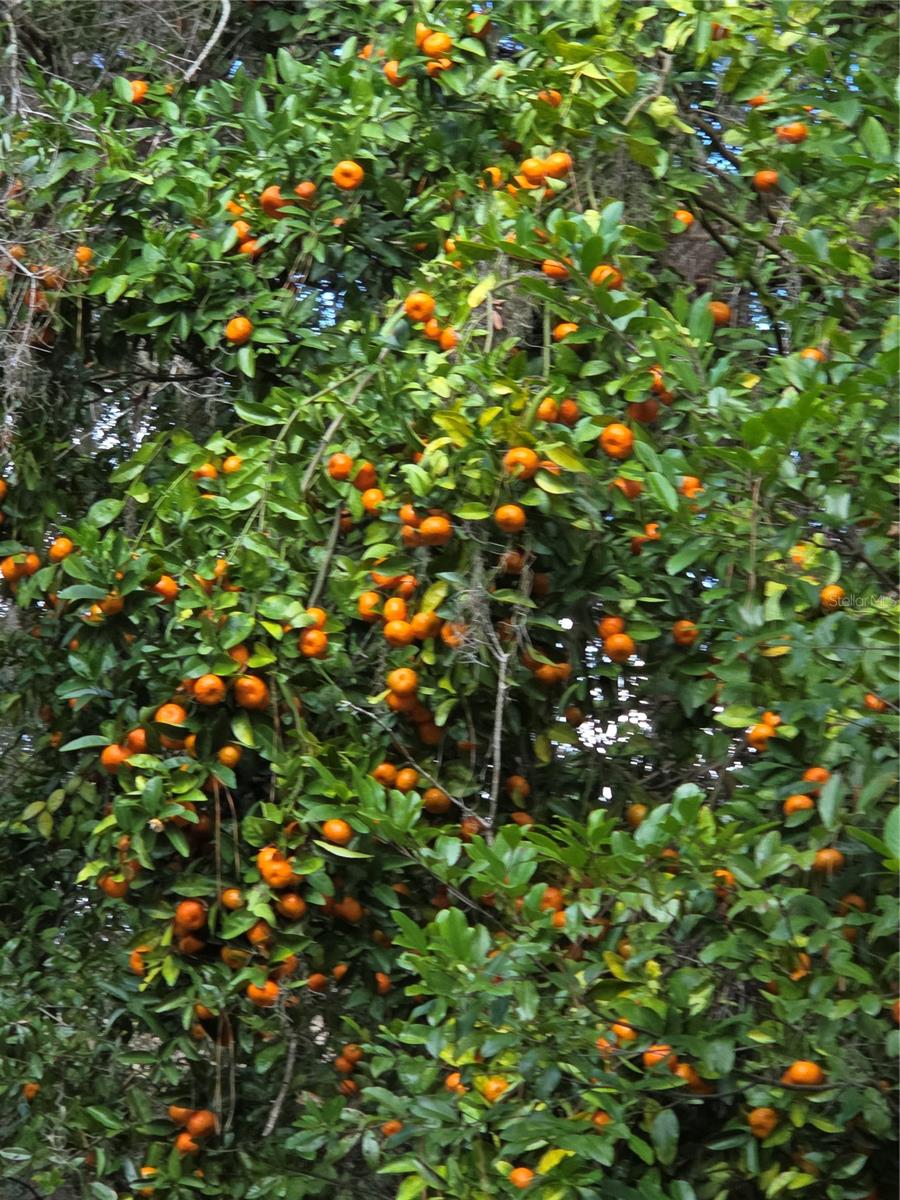 Image 41 of 47 For 22380 Powell Road