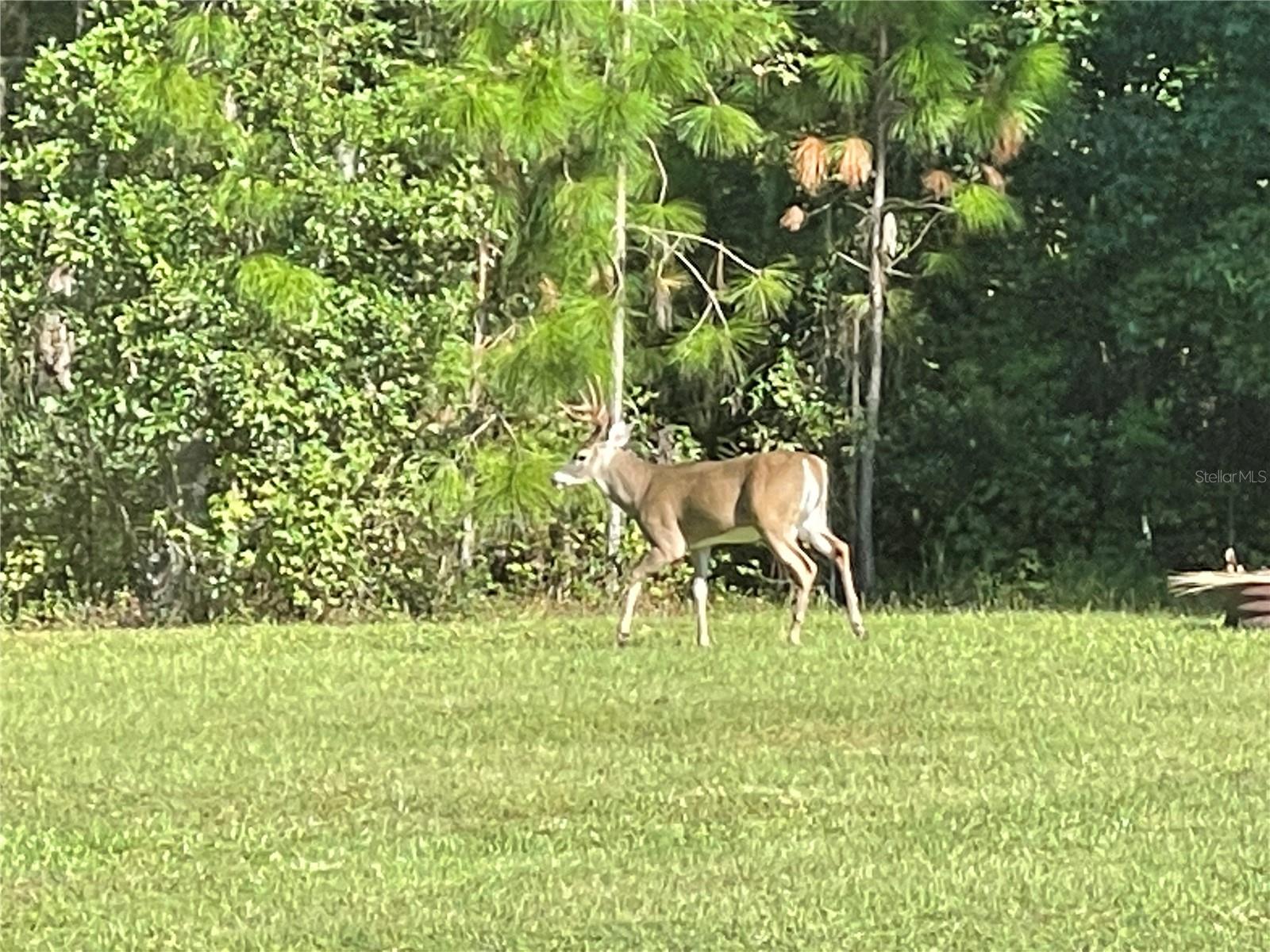 Image 16 of 16 For 11956 Neal Road