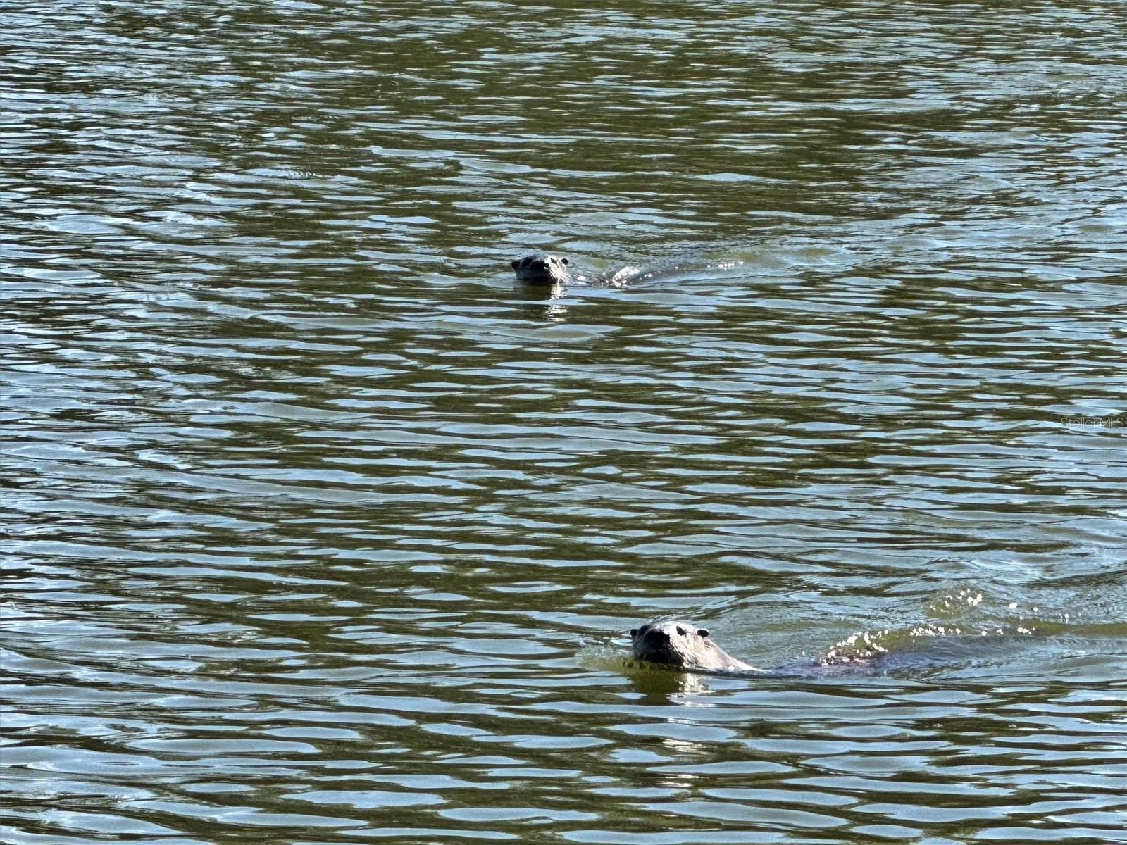 Image 33 of 36 For 6272 Bucket Court