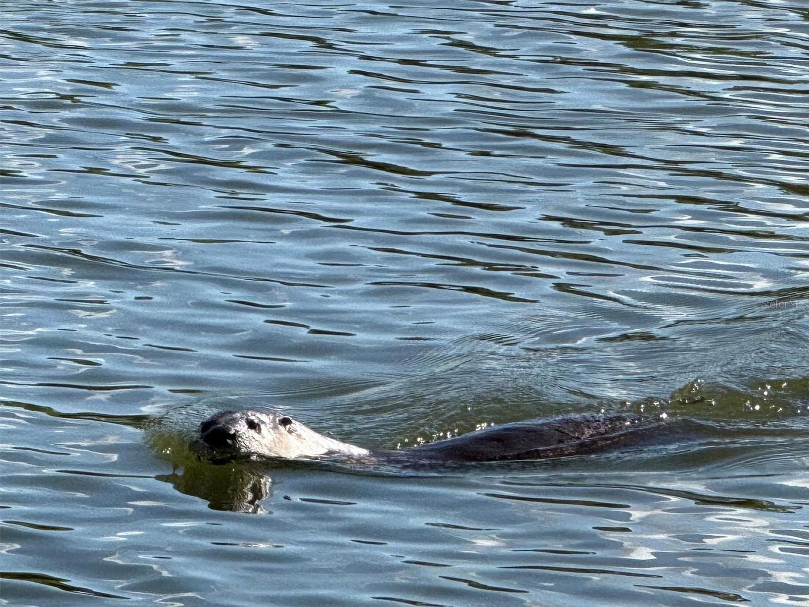 Image 34 of 36 For 6272 Bucket Court