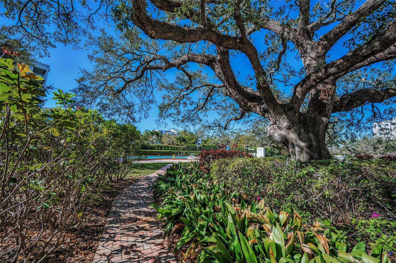 Image 41 of 57 For 150 Belleview Boulevard 503