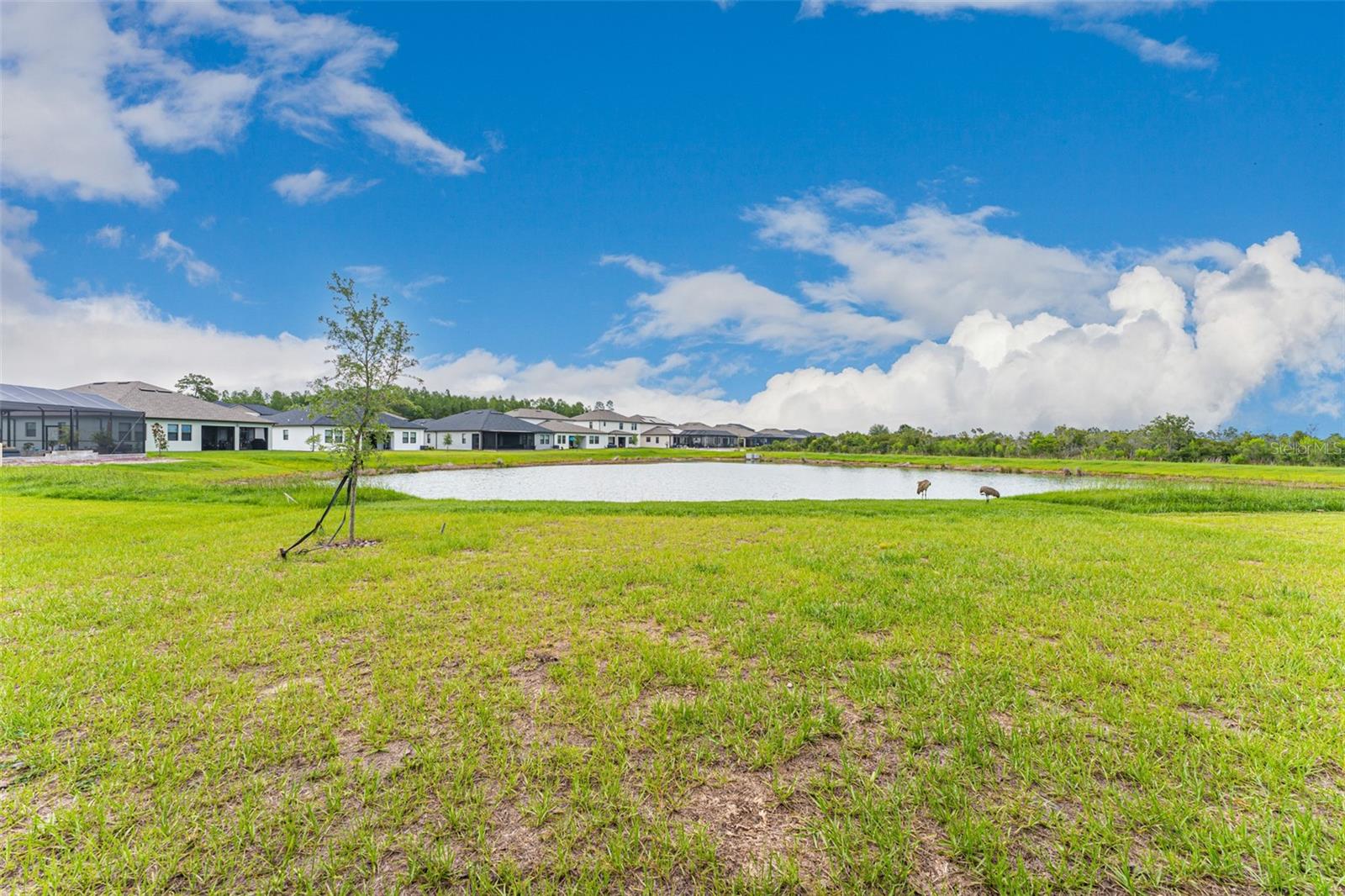 Image 50 of 50 For 21378 Snowy Orchid Terrace