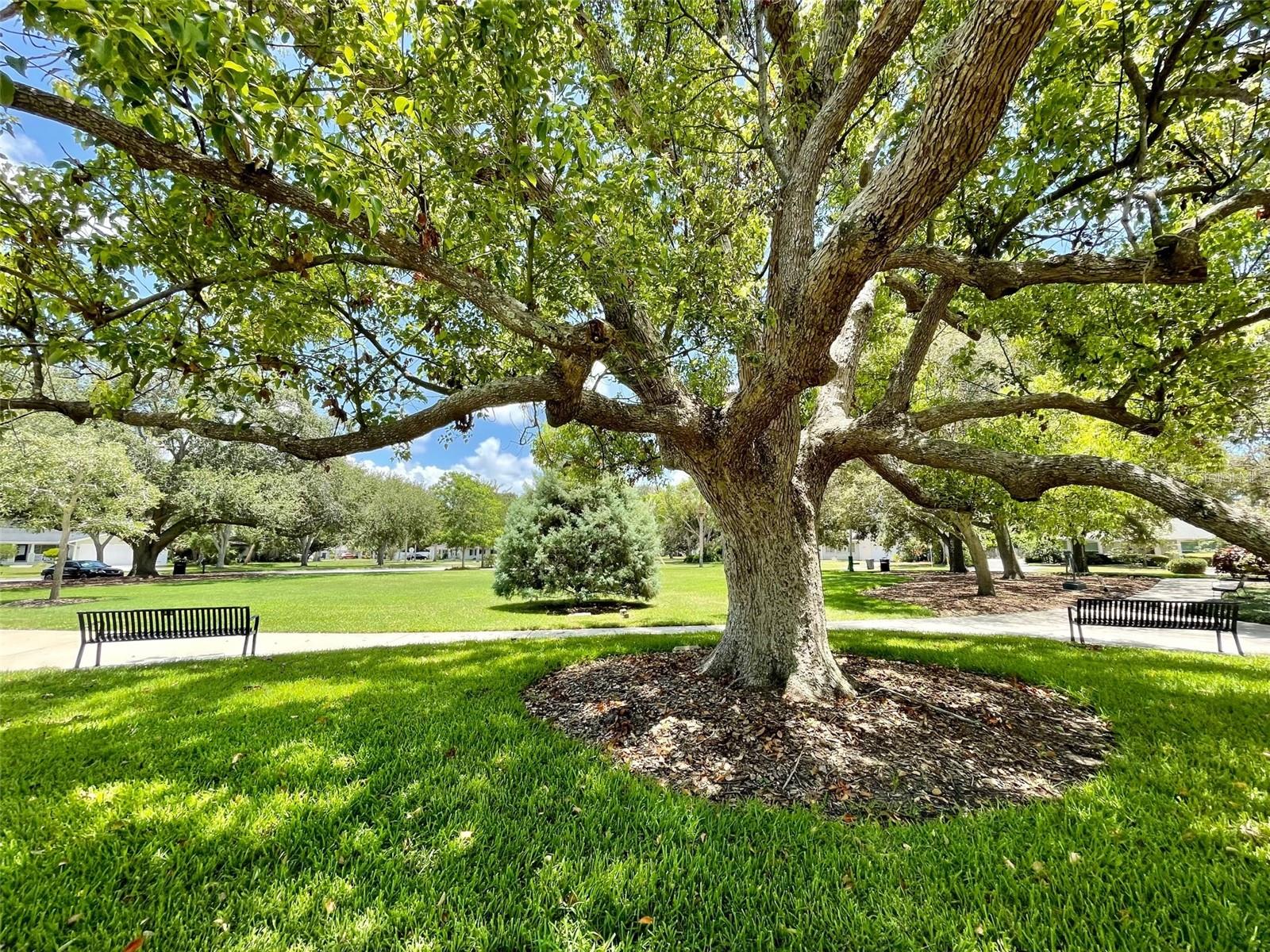 Image 50 of 50 For 220 Belleview Boulevard 702