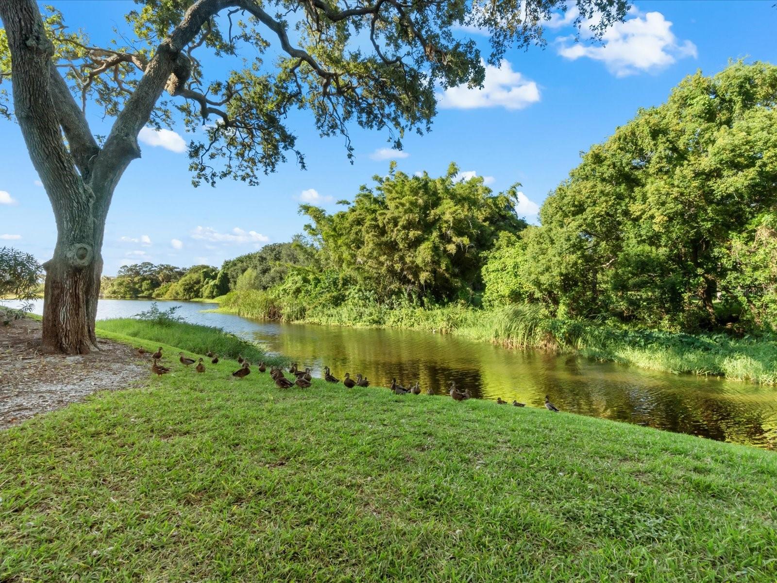 Image 9 of 50 For 220 Belleview Boulevard 702