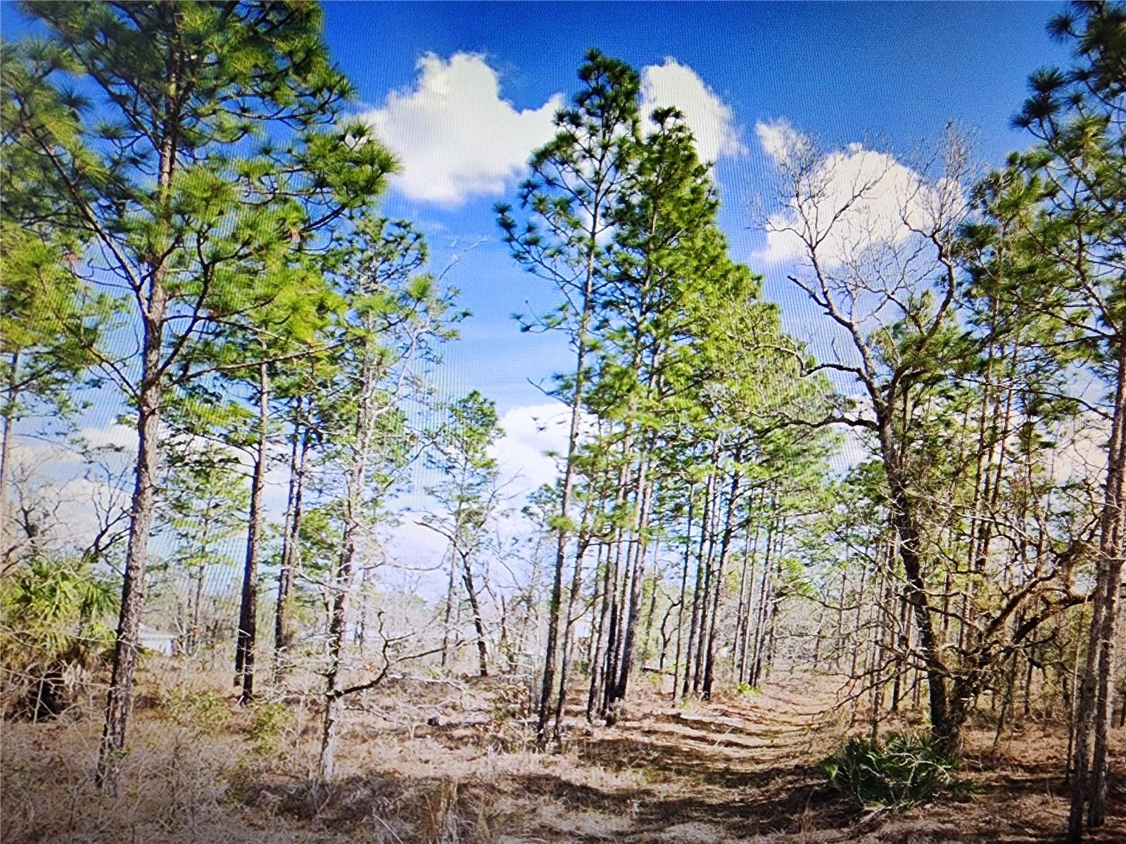 Listing Details for Dusky Sparrow Road Lot #24, WEEKI WACHEE, FL 34614