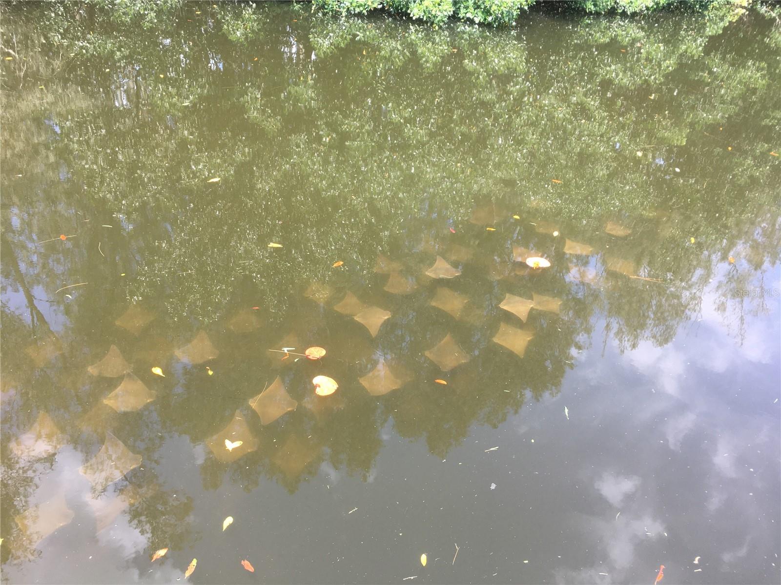 Image 67 of 68 For 201 79th Avenue Ne