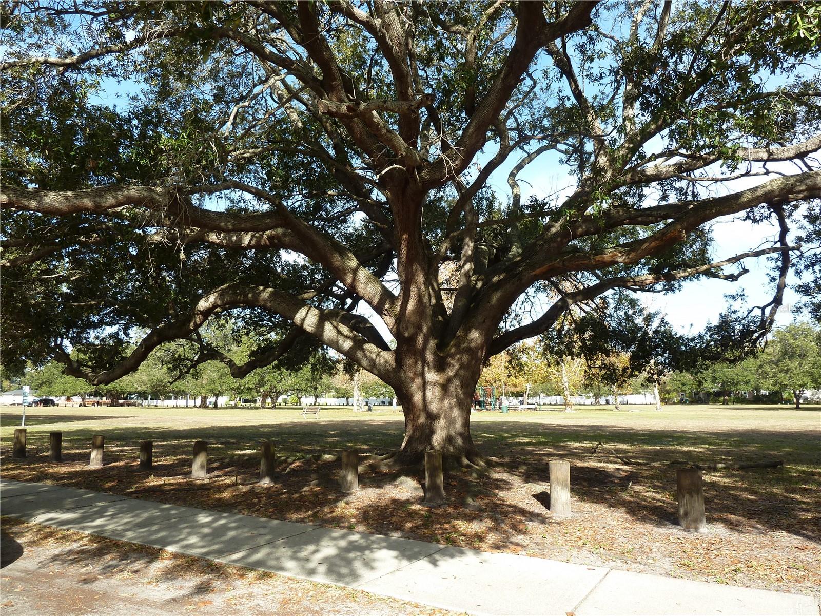 Image 7 of 7 For 1006 Adalee Street