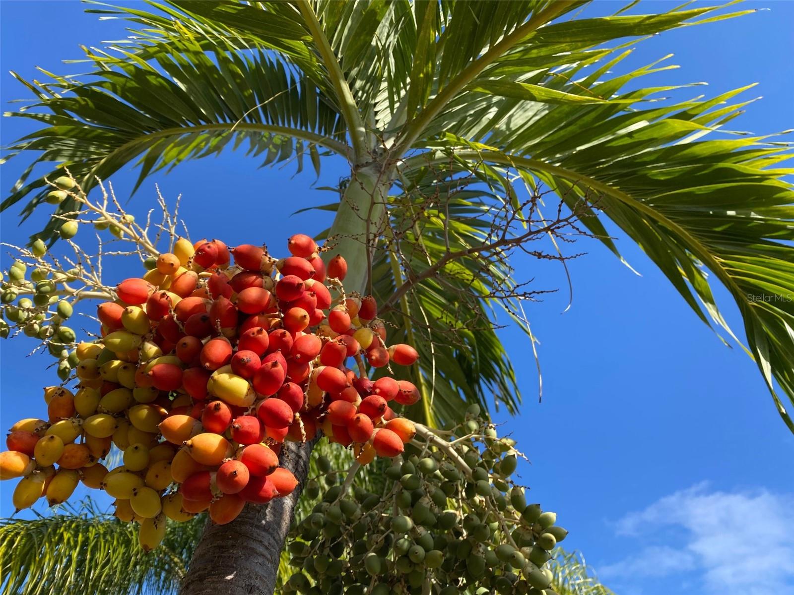 Image 43 of 50 For 6394 Banyan Boulevard 304